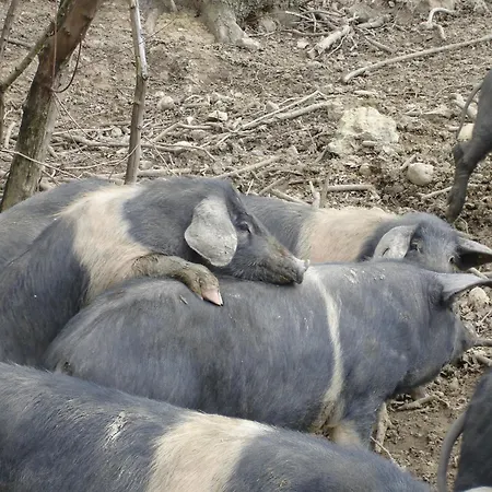 In With Shared Pool Holiday home Guasticce