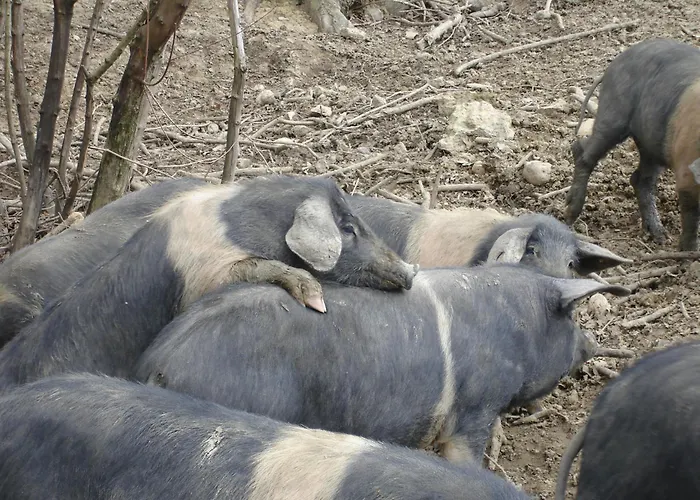 In With Shared Pool Semesterbostad Guasticce